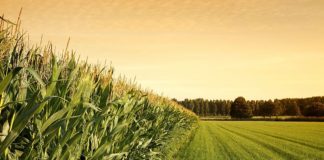 যুক্তরাষ্ট্রের কৃষিপণ্য রপ্তানিতে নতুন রেকর্ড