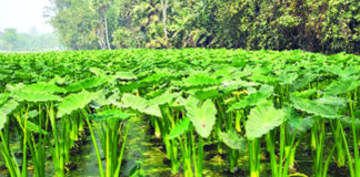 দেশের চাহিদা মিটিয়ে রপ্তানি হচ্ছে কুমিল্লার কচু
