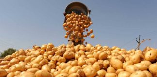 আলু রপ্তানিতে নগদ সহায়তা পেতে লাগবে ইপিবির সনদ