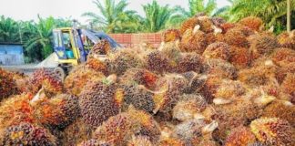 অপরিশোধিত পাম অয়েল রপ্তানি চালু রাখবে ইন্দোনেশিয়া