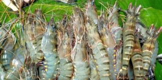 জিআই পণ্যের তালিকায় যুক্ত হলো বাগদা চিংড়ি