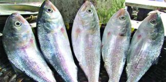 চলতি বছরে ১৪১ কোটি টাকার ইলিশ রপ্তানি