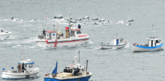 ফারো আইল্যান্ডে বার্ষিক উৎসবে বন্ধ হচ্ছে যথেচ্ছা ডলফিন শিকার