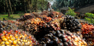 পাম অয়েল রপ্তানিতে সাময়িকভাবে শুল্ক প্রত্যাহার ইন্দোনেশিয়ার
