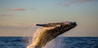 তিমির সুরক্ষায় উদ্যোগ নিয়েছে শিপিং খাত: আইসিএস