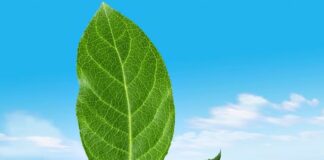 অ্যামাজন,প্যাটাগোনিয়া, চিবোকে সাথে নিয়ে ‘জেমবা’ গঠনের ঘোষণা অ্যাস্পেন ইনস্টিটিউটের