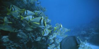 বিদেশে চীনের বন্দর উন্নয়নে হুমকিতে মেরিন ইকোসিস্টেম