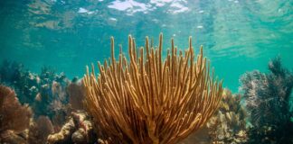 লোহিত সাগর উপকূলের বাস্তুতন্ত্র রক্ষায় গবেষণা আরএসজির