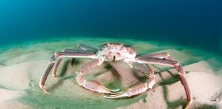 আর্কটিক সাগরে ইইউ জাহাজের স্নো ক্র্যাব শিকার নিষিদ্ধ করেছে নরওয়ে