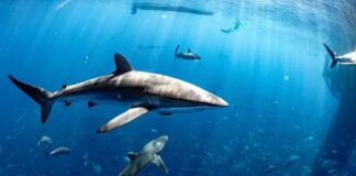 সমুদ্র সুরক্ষায় ঐতিহাসিক চুক্তির দ্বারপ্রান্তে জাতিসংঘ