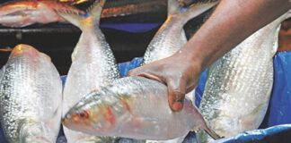 গত অর্থবছরে ৬ হাজার ১৪৫ কোটি টাকার মাছ রপ্তানি