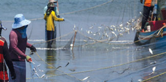 অনৈতিক মৎস্য আহরণে সরকারি পৃষ্ঠপোষকতা বন্ধ দুই দশকের উদ্যোগ সফল হওয়ার অপেক্ষায়