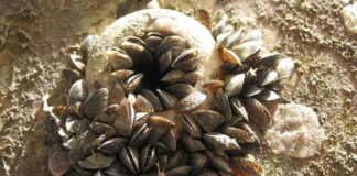 রাক্ষুসে প্রজাতির জন্য প্রতি বছর বৈশ্বিক আর্থিক ক্ষতি ৪২ হাজার কোটি ডলার: আইপিবিইএস